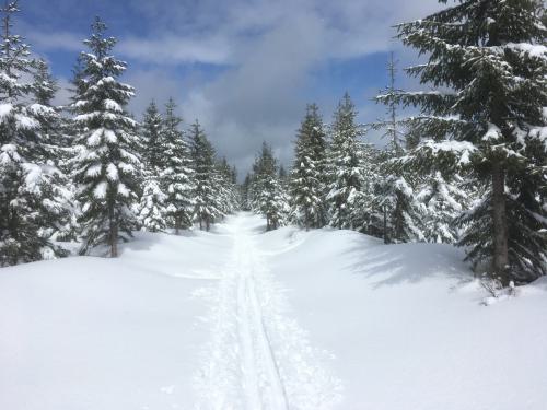 Winter in Carlsfeld, Langlaufloipe
